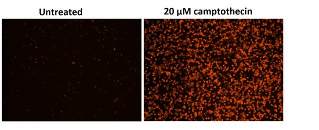 Fluorescence images of Jurkat cells in a Costar black wall/clear bottom 96-well plate stained with the Cell Meter™ Phosphatidylserine Apoptosis Assay Kit. Jurkat cells were treated without (Left) or with 20 µM camptothecin (Right) for 5 hours. The fluorescence intensity was measured using a fluorescence microscope with Cy3® channel.