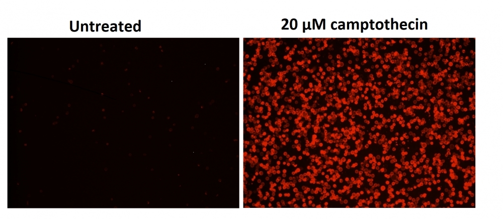 Fluorescence Images of Jurkat cells in a Costar black wall/clear bottom 96-well plate stained with the Cell Meter™ Phosphatidylserine Apoptosis Assay Kit. Jurkat cells were treated without (Left) or with 20 μM camptothecin (Right) for 5 hours. The fluorescence intensity was measured using a fluorescence microscope with Texas Red® channel.