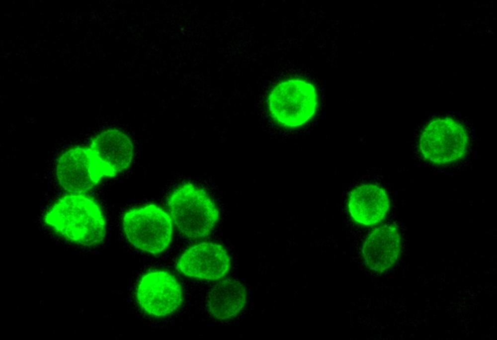 Fluorescence images of HL-60 cells stained with Cell Navigator® Cell Plasma Membrane Staining Kit *Green Fluorescence* in a 96-well black wall/clear bottom plate. The cells were imaged using a fluorescence microscope equipped with a FITC filter set.<br /> 