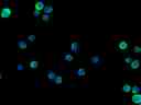 HeLa cells were labeled with Cell Navigator® Cell Plasma Membrane Staining Kit *Green Fluorescence* (Cat No. 22682), and nuclei were labeled with Hoechst 33342 (Cat No. 17530). Labeled cells were imaged on the Keyence BZ-X710 All-In-One Fluorescence Microscope equipped with a FITC filter set.