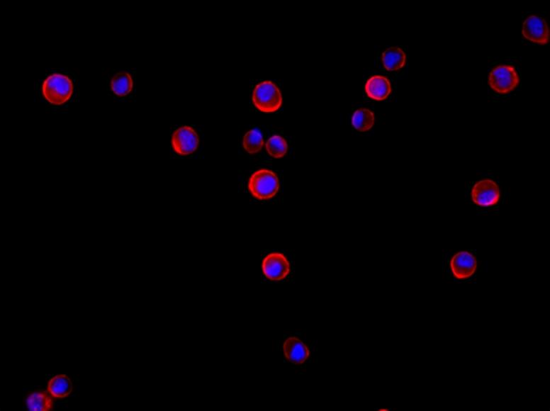 HeLa cells were labeled with Cell Navigator® Cell Plasma Membrane Staining Kit *Orange Fluorescence* (Cat No. 22680), and nuclei were labeled with Hoechst 33342 (Cat No. 17530). Labeled cells were imaged on the Keyence BZ-X710 All-In-One Fluorescence Microscope.