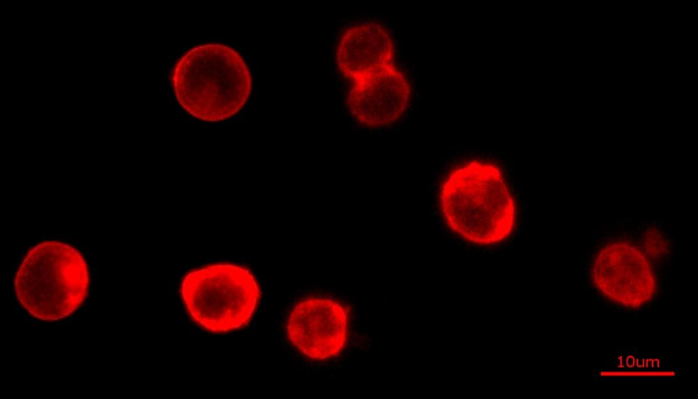 Fluorescence images of HL-60 cells stained with Cell Navigator® Cell Plasma Membrane Staining Kit *Orange Fluorescence* in a 96-well black wall/clear bottom plate. The cells were imaged using a fluorescence microscope equipped with a TRITC filter.