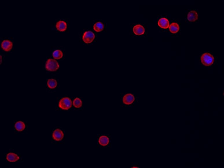 HeLa cells were labeled with Cell Navigator® Cell Plasma Membrane Staining Kit *Red Fluorescence* (Cat No. 22681), and nuclei were labeled with Hoechst 33342 (Cat No. 17530). Labeled cells were imaged on the Keyence BZ-X710 All-In-One Fluorescence Microscope equipped with a Cy5 filter set.