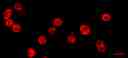 Fluorescence images of HL-60 cells stained with Cell Navigator® Cell Plasma Membrane Staining Kit *Red Fluorescence* in a 96-well black wall/clear bottom plate. The cells were imaged using a fluorescence microscope equipped with a Cy5 filter set.