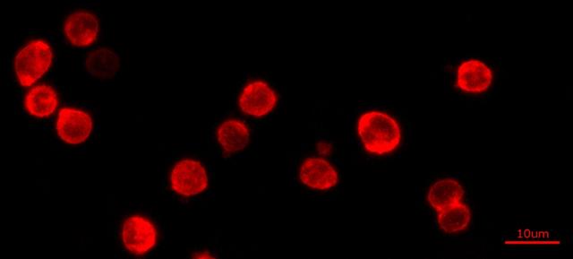 Fluorescence images of HL-60 cells stained with Cell Navigator® Cell Plasma Membrane Staining Kit *Red Fluorescence* in a 96-well black wall/clear bottom plate. The cells were imaged using a fluorescence microscope equipped with a Cy5 filter set.
