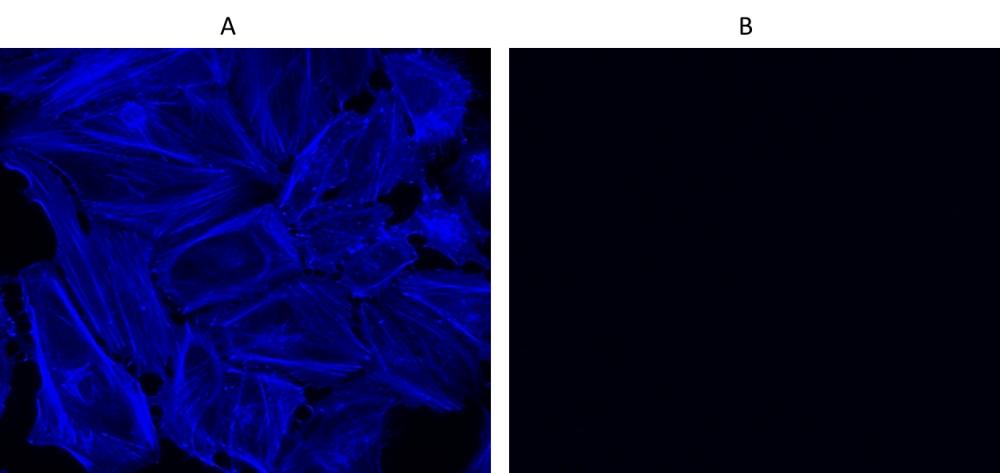 Fluorescence images of HeLa cells fixed with 4% formaldehyde then stained with Cell Navigator® F-Actin Labeling Kit *Blue Fluorescence* in a Costar black 96-well plate. Cells were labeled with iFluor® 350-Phalloidin (Cat#22660) without (A) or with (B) pre-treatment of phalloidin for 10 minutes.