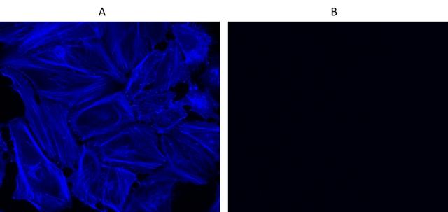 Fluorescence images of HeLa cells fixed with 4% formaldehyde then stained with Cell Navigator® F-Actin Labeling Kit *Blue Fluorescence* in a Costar black 96-well plate. Cells were labeled with iFluor® 350-Phalloidin (Cat#22660) without (A) or with (B) pre-treatment of phalloidin for 10 minutes.
