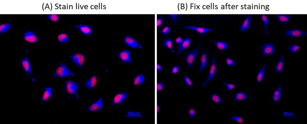 Fluorescence images of endoplasmic reticulum (ER) staining in HeLa cells cultured in a 96-well black-wall clear-bottom plate using a fluorescence microscope with a DAPI filter set. (A) Live cells were co-stained with ER-selective probe ER Tracer™ Blue (Cat No. 22634, Blue) and Nuclear Red™ LCS1 (Cat No. 17542, Red). (B) Live cells were co-stained with ER-selective probe ER Tracer™ Blue (Cat No. 22634, Blue) and Nuclear Red™ LCS1 (Cat No. 17542, Red) and then were fixed with 4% formaldehyde.