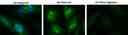 Fluorescence images of RNA staining in HeLa cells. (A) Live cells were stained using Cell Navigator® Live Cell RNA Imaging Kit (Green, Cat#22630) and counter-stained with Hoechst 33342 (Blue, Cat#17530). (B) Cells fixed in methanol were stained using the same kit. (C) After staining, fixed HeLa cells were incubated with 0.5 mg/mL RNase at 37 &ordm;C for 1 hour. Image of RNase digest test indicates the high selectivity of StrandBrite&trade; RNA Green. The green fluorescence signal were measured using a fluorescence microscope with a FITC filter.