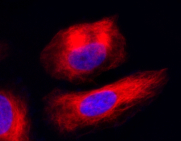 Imaging of Tubulin in Live HeLa Cells: HeLa cells were co-labeled with Tubulite™ Deep Red and DAPI (Cat# 17507) and incubated for 60 minutes at 37°C in a 5% CO₂ atmosphere. Fluorescence imaging was performed using a fluorescence microscope equipped with a Cy5 filter set.