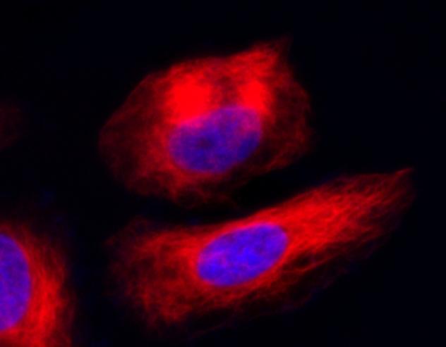 Imaging of tubulins in live HeLa cells. HeLa cells were co-labelled with Tubulite<sup>TM</sup> Red and DAPI (Cat# 17507) for 60 minutes in a 37 <sup>o</sup>C, 5% CO<sub>2</sub> incubator. The fluorescence image was taken with a fluorescence microscope (Cy5 filter set).