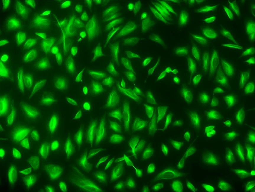 Imaging of tubulin in live HeLa cells: HeLa cells were labeled for 60 minutes at 37°C with Cell Navigator™ Live Cell Tubulin Staining Kit (#23172). Fluorescent images were captured using a fluorescence microscope with a FITC filter set.