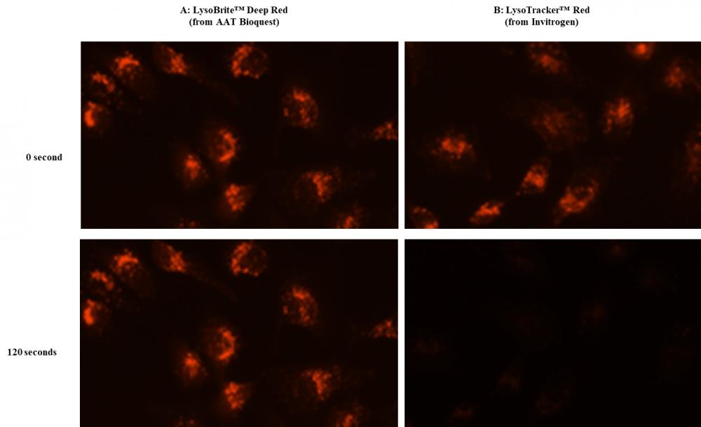 Image of Hela cells stained with the A: Cell Navigator® Lysosomal Staining Kit or B: LysoTracker® Red DND99 (from Invitrogen) in a Costar black 96-well plate. The fluorescence signals were compared at 0 and 120 seconds exposure time by using an Olympus fluorescence microscope with Texas red filter set.