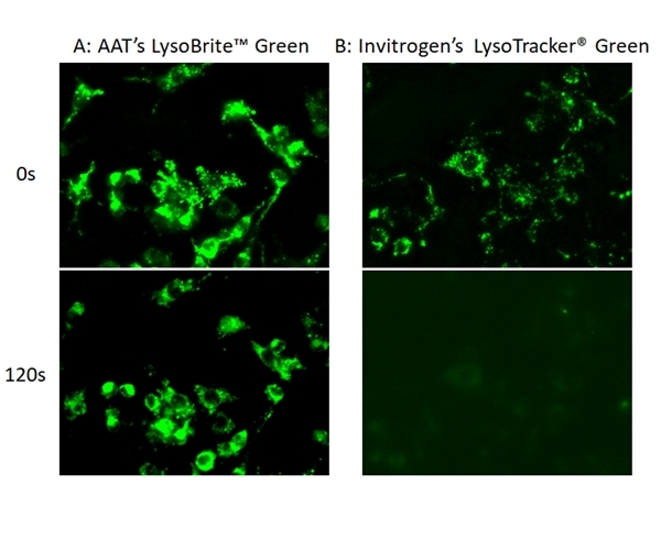 Images of HeLa cells stained with A: AAT’s LysoBrite™ Green, B: Invitrogen’s LysoTracker® Green DND-26 in a Costar black wall/clear bottom 96-well plate. Samples were continuously illuminated for 120 seconds, and the signals were compared before and after the exposure by using a Keyence fluorescence microscope.