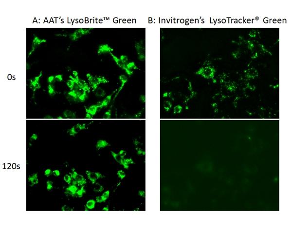 Images of HeLa cells stained with A: AAT&rsquo;s LysoBrite&trade; Green, B: Invitrogen&rsquo;s LysoTracker&reg; Green DND-26 in a Costar black wall/clear bottom 96-well plate. Samples were continuously illuminated for 120 seconds, and the signals were compared before and after the exposure by using a Keyence fluorescence microscope.