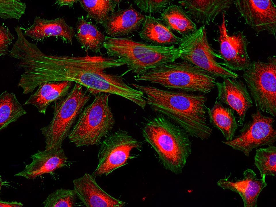Fluorescence images of HeLa cells stained with Cell Navigator® Mitochondrion Staining Kit *Red Fluorescence* using fluorescence microscope with a Texas Red® filter set. Live cells were stained with mitochondria dye MitoLite™ Red (Red). After fixation, the cells were labeled with F-actin dye iFluor® 488-Phalloidin (Cat#23115, Green) and counterstained with Nuclear Blue™ DCS1 (Cat#17548, Blue).