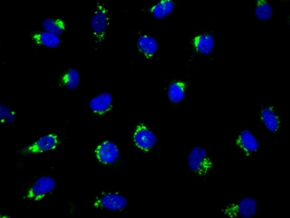 The fluorescence image of NBD Ceramide Golgi Staining in HeLa cells. Cells were stained with 100 µL of C6 NBD Ceramide working solution at 37 °C for 20min and followed with Hoechst 33342 stain. An intensely fluorescent threadlike structure, partially surround the nucleus, is identified as the Golgi apparatus.