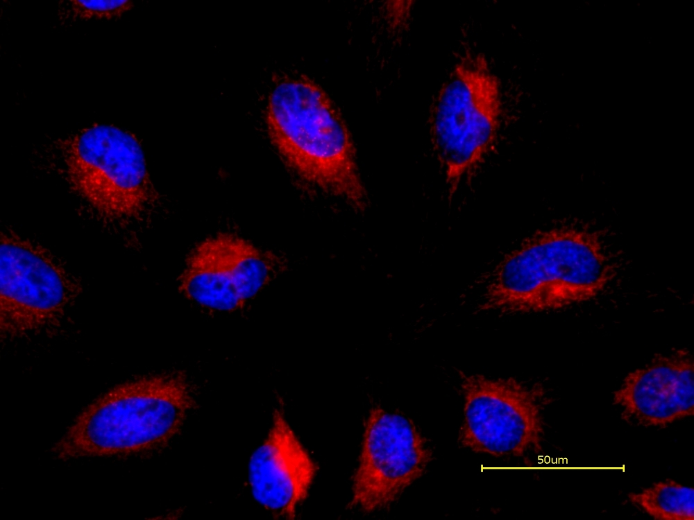 <strong>The representative fluorescence image of GGR169 Ceramide Golgi Staining in HeLa cells.</strong> Cells were stained with 100 µL of GGR169-ceramide working solution with Hoechst 33342 at 37 °C for 20 minutes. An intensely fluorescent thread like structure, partially surround the nucleus, is identified as the Golgi apparatus.
