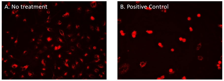 Images of HeLa cells stained with Cell Navigator® CDy6 Mitosis Imaging Kit. A. Control cells with no treatment. B. Cells treated with Positive Control (Nocodazole) to enrich mitotic cell population.