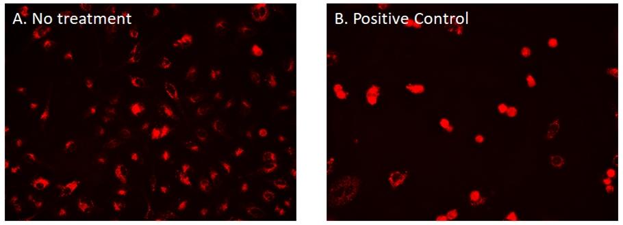 Images of HeLa cells stained with Cell Navigator® CDy6 Mitosis Imaging Kit. A. Control cells with no treatment. B. Cells treated with Positive Control (Nocodazole) to enrich mitotic cell population.