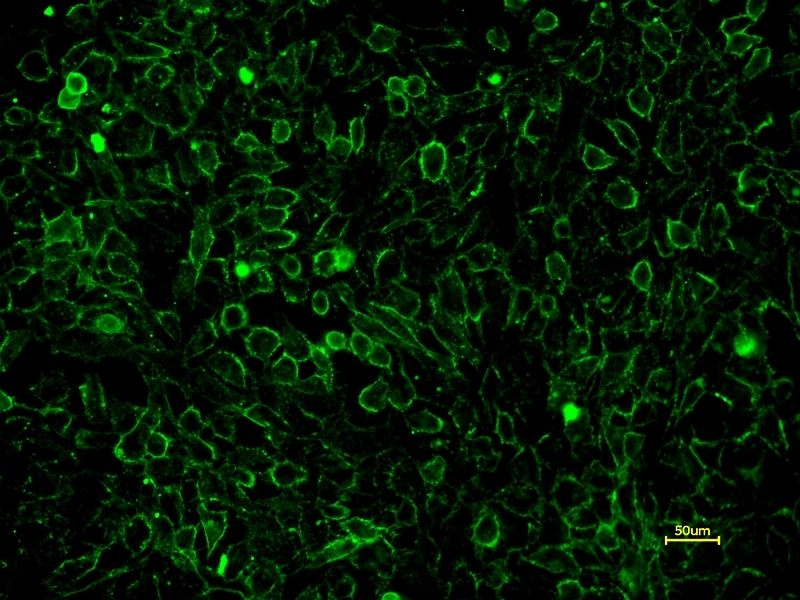 Live HeLa cells were stained with the fluorescent lectin Concanavalin A, XFD488 Labeled *XFD488 Same Structure to Alexa Fluor® 488* (Cat No. 25570) for 30 minutes at 37°C in HH buffer. The image was acquired using the FITC filter set.