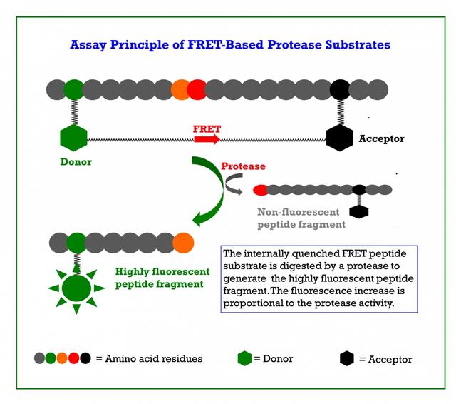 Proteases play essential roles in protein activation, cell regulation and signaling, as well as in the generation of amino acids for protein synthesis or utilization in other metabolic pathways. FRET protease substrates are widely used for detecting protease activities, in particular, for virus protease that often require a long peptide sequence for optimal binding such as coronavirus, HIV and HCV proteases. The internally quenched FRET peptide substrate is digested by a protease to generate the highly fluorescent peptide fragment. The fluorescence increase is proportional to the protease activity. EDANS and DABCYL are a common pair for developing FRET protease substrates.