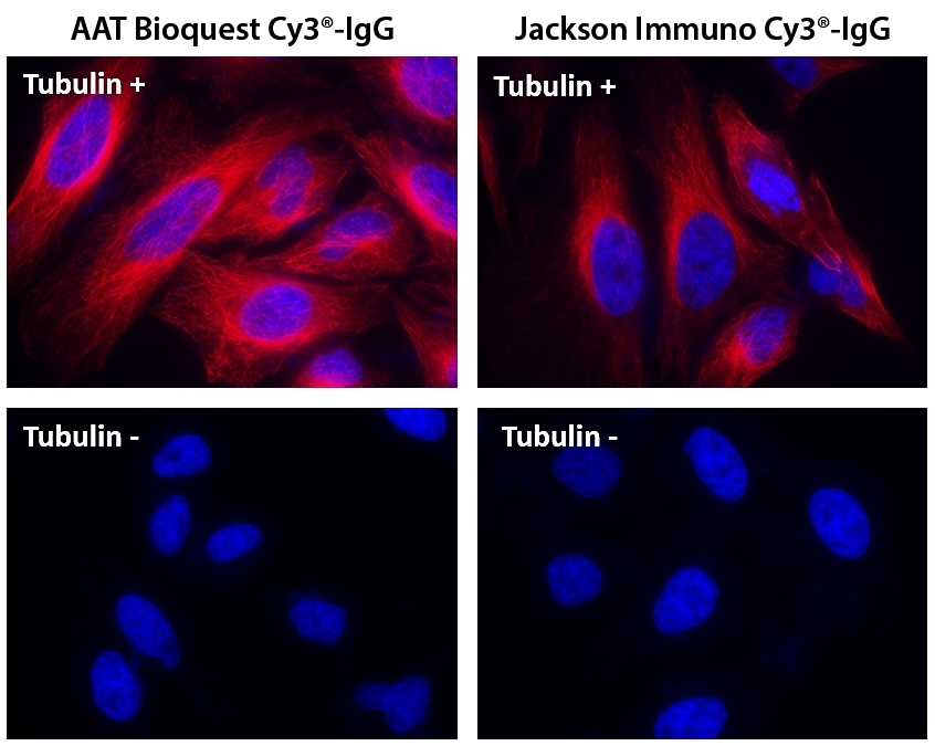 HeLa cells were incubated with (Tubulin+) or without (Tubulin-) mouse anti-tubulin followed by AAT’s Cy3<sup>®</sup> goat anti-mouse IgG conjugate (Red, Left) or Jackson’s goat anti-mouse IgG conjugated with Cy3<sup>®</sup>  (Red, Right), respectively. Cell nuclei were stained with Hoechst 33342 (Blue, Cat# 17530).