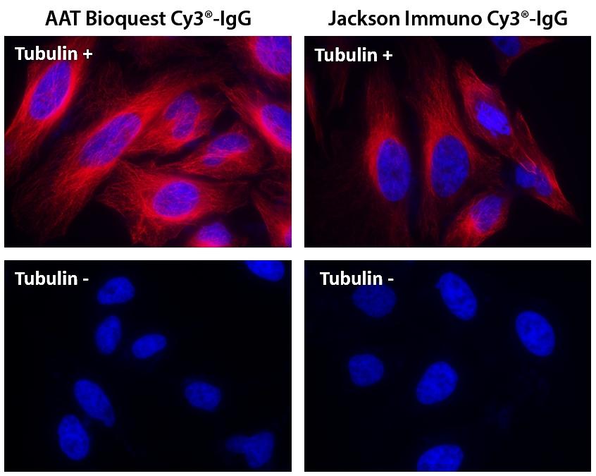 HeLa cells were incubated with (Tubulin+) or without (Tubulin-) mouse anti-tubulin followed by AAT&rsquo;s Cy3<sup>&reg;</sup> goat anti-mouse IgG conjugate (Red, Left) or Jackson&rsquo;s goat anti-mouse IgG conjugated with Cy3<sup>&reg;</sup>&nbsp; (Red, Right), respectively. Cell nuclei were stained with Hoechst 33342 (Blue, Cat# 17530).