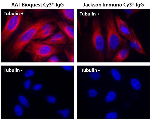 HeLa cells were incubated with (Tubulin+) or without (Tubulin-) mouse anti-tubulin followed by AAT’s Cy3® goat anti-mouse IgG conjugate (Red, Left) or Jackson’s Cy3®  goat anti-mouse IgG conjugate (Red, Right), respectively. Cell nuclei were stained with Hoechst 33342 (Blue, Cat#17530).