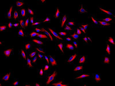 HeLa cells were incubated with mouse anti-tubulin and biotin goat anti-mouse IgG followed by AAT's Cy3&reg;-streptavidin conjugate (Red). Cell nuclei were stained with Hoechst 33342 (Blue, Cat#17530).