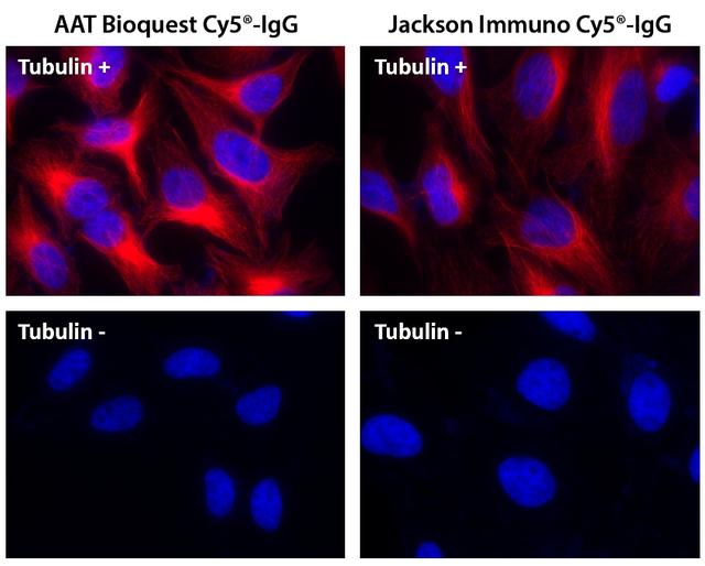 HeLa cells were incubated with (Tubulin+) or without (Tubulin-) mouse anti-tubulin followed by AAT&rsquo;s Cy5<sup>&reg;</sup> goat anti-mouse IgG conjugate (Red, Left) or Jackson&rsquo;s Cy5<sup>&reg;</sup> goat anti-mouse IgG conjugate (Red, Right), respectively. Cell nuclei were stained with Hoechst 33342 (Blue, Cat# 17530).