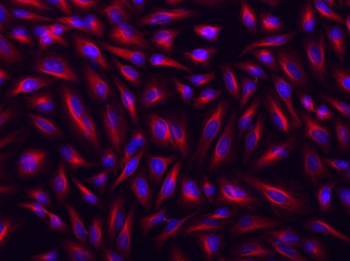 HeLa cells were incubated with mouse anti-tubulin and biotin goat anti-mouse IgG followed by Cy5&reg;-streptavidin conjugate (Red). Cell nuclei were stained with Hoechst 33342 (Blue, Cat#17530).