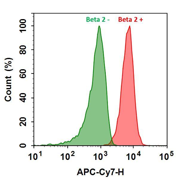 HL-60 cells were incubated with (Red, +) or without (Green, -) Anti-beta 2 rabbit antibody (Beta 2), followed by Cy7&reg; goat anti-rabbit IgG conjugate. The fluorescence signal was monitored using ACEA NovoCyte flow cytometer in APC-Cy7 channel.