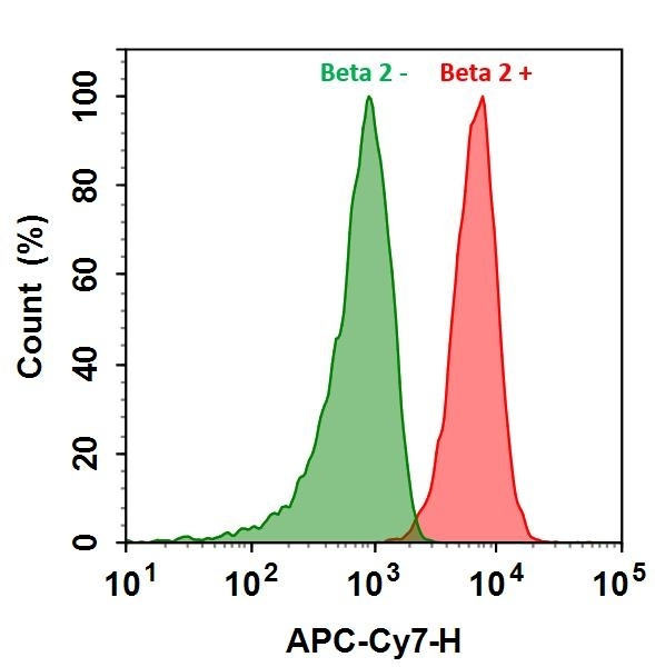 <p>HL-60 cells were incubated with (Red, +) or without (Green, -) Anti-beta 2 rabbit antibody (Beta 2), followed by Cy7® goat anti-rabbit IgG conjugate. The fluorescence signal was monitored using ACEA NovoCyte flow cytometer in APC-Cy7 channel.</p>