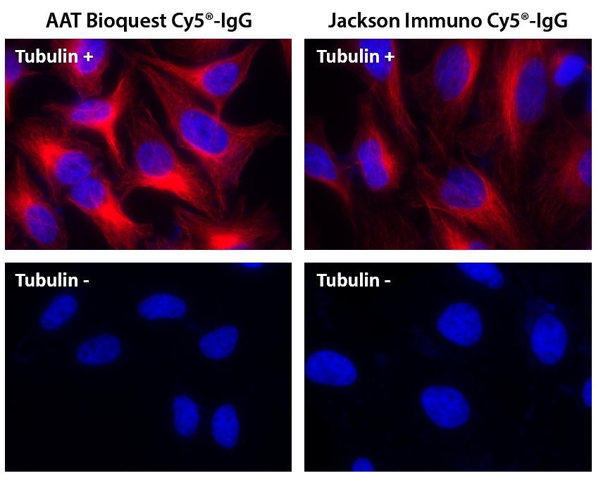 HeLa cells were incubated with (Tubulin+) or without (Tubulin-) mouse anti-tubulin followed by AAT’s Cy5<sup>®</sup> goat anti-mouse IgG conjugate (Red, Left) or Jackson’s Cy5<sup>®</sup> goat anti-mouse IgG conjugate (Red, Right), respectively. Cell nuclei were stained with Hoechst 33342 (Blue, Cat# 17530).