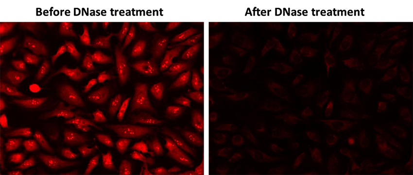 The fluorescence response of CytoALL™ DNA Red 600 (20 µM) was evaluated in HeLa cells before and after treatment with DNase (2 units/reaction) at 37°C for 1 hour. Fluorescence intensities were monitored using a fluorescence microscope equipped with a Cy3 filter.