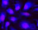 Image of Live HeLa cells stained with CytoCalcein™ Violet 450 *Excited at 405 nm*. Cell nuclei were stained with Nuclear Red LCS1 (Cat#17542).