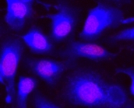 Image of Live HeLa cells stained with CytoCalcein™ Violet 450 *Excited at 405 nm*. Cell nuclei were stained with Nuclear Red LCS1 (Cat#17542).
