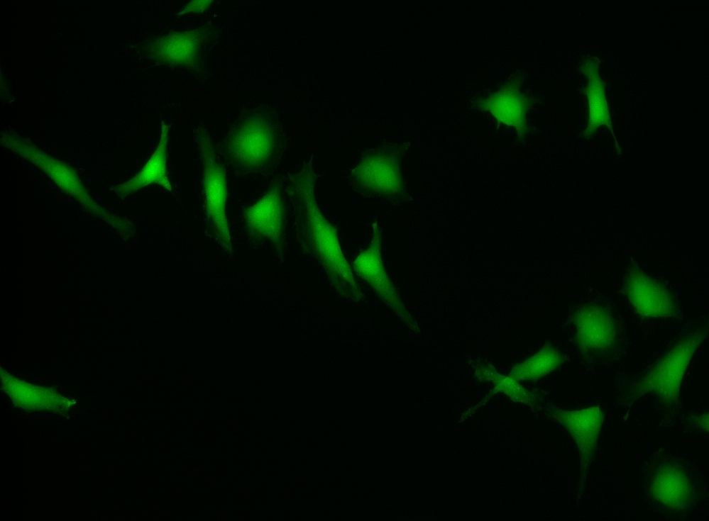 Fluorescence image of HeLa cells stained with CytoCalcein™ Violet 500 *Excited at 405 nm* in a Costar black wall/clear bottom 96-well plate.