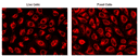 The fluorescence images of HeLa cells stained with CytoFix™ MitoRed in a 96-well black-wall clear-bottom plate. Images were acquired before (Left) and after (Right) fixation with 4% formaldehyde solution for 20 minutes at RT. The cells were imaged using a fluorescence microscope equipped with a Cy3/TRITC filter.