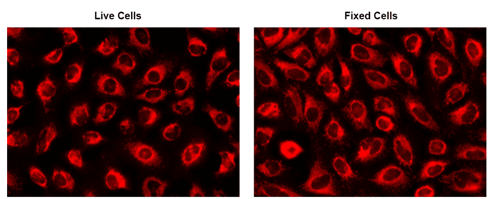 The fluorescence images of HeLa cells stained with CytoFix™ MitoRed in a 96-well black-wall clear-bottom plate. Images were acquired before (Left) and after (Right) fixation with 4% formaldehyde solution for 20 minutes at RT. The cells were imaged using a fluorescence microscope equipped with a Cy3/TRITC filter.