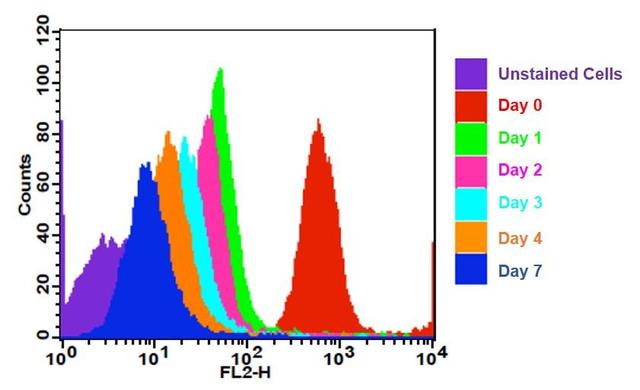 Cell tracking assay with CytoTell&trade; Orange. Jurkat cells (~2x10^6 cells/mL) were stained with CytoTell&trade; Orange on day 0. Cells were passed serially at 1:1 ratio for 7 days. Fluorescence intensity was measured using FACS Calibur flow cytometer in FL2 channel. Successive generations were represented by different colors.