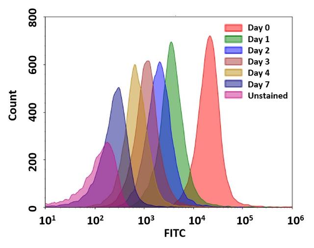 Cell tracking assay using CytoTell&trade; UltraGreen. Jurkat cells (~2x10^6 cells/mL) were stained with CytoTell&trade; UltraGreen on Day 0. Cells were passed serially at 1:1 ratio for 7 days. Fluorescence intensity was measured using ACEA NovoCyte flow cytometer in FITC channel. Successive generations were represented by different colors.