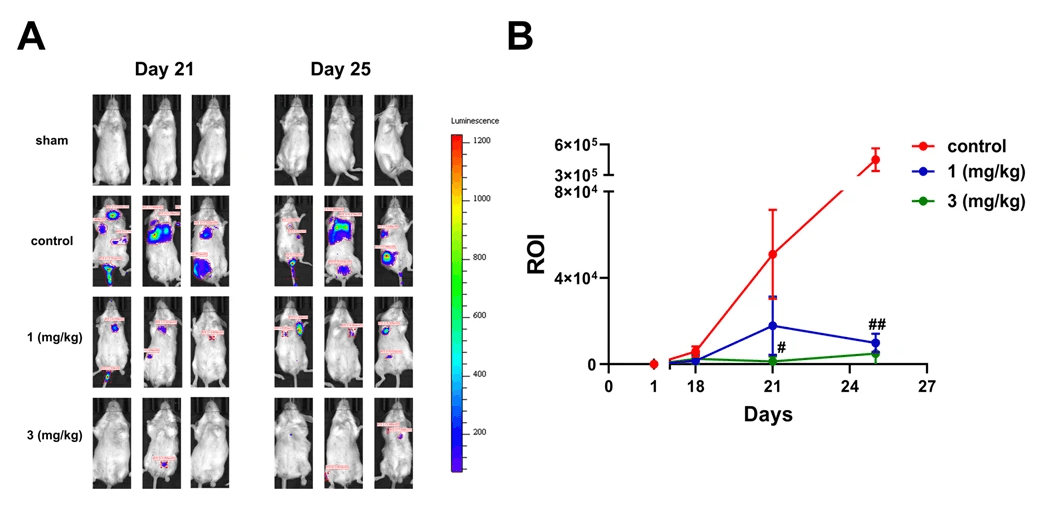 Diltiazem attenuates 4T1 cells colonization to lung in vivo. A Representative IVIS images of BALB/c mice 21 days after 4T1-luc cells injection. Diltiazem (1, 3 mg/kg) was given by oral gavage, and ddH2O was served as vehicle control. B Quantification of luciferase intensity of mice on days 18, 21, and 25. Graphs showed mean ± S.D. of at least four independent experiments. p value was calculated using Student’s t test. ***p < 0.001 compared to sham group. ###p < 0.001 compared to control group. Source: <b>Diltiazem inhibits breast cancer metastasis via mediating growth differentiation factor 15 and epithelial-mesenchymal transition</b> by Yen-Chang Chen, Chen-Teng Wu, Jia-Hong Chen, Cheng-Fang Tsai, Chen-Yun Wu, Pei-Chun Chang & Wei-Lan Yeh. <em>Oncogenesis</em>. August 2022.