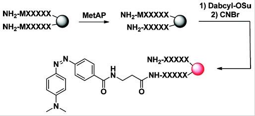 Methionine aminopeptidase (MetAP) catalyzes the hydrolytic cleavage of the N-terminal methionine from newly synthesized polypeptides. The extent of removal of methionyl from a protein is dictated by its N-terminal peptide sequence. Earlier studies revealed that MetAPs require amino acids containing small side chains (e.g., Gly, Ala, Ser, Cys, Pro, Thr, and Val) as the P1′ residue, but their specificity at positions P2′ and beyond remains incompletely defined. In this work, the substrate specificities of <em>Escherichia coli</em> MetAP1, human MetAP1, and human MetAP2 were systematically profiled by screening against a combinatorial peptide library and kinetic analysis of individually synthesized peptide substrates. Our results show that although all three enzymes require small residues at the P1′ position, they have differential tolerance for Val and Thr at this position. The catalytic activity of human MetAP2 toward Met-Val peptides is consistently 2 orders of magnitude higher than that of MetAP1, suggesting that MetAP2 is responsible for processing proteins containing N-terminal Met-Val and Met-Thr sequences <em>in vivo</em>. At positions P2′−P5′, all three MetAPs have broad specificity but are poorly active toward peptides containing a proline at the P2′ position. In addition, the human MetAPs disfavor acidic residues at the P2′−P5′ positions. The specificity data have allowed us to formulate a simple set of rules that can reliably predict the N-terminal processing of <em>E. coli</em> and human proteins. Source: <strong>Protein N-Terminal Processing: Substrate Specificity of Escherichia coli and Human Methionine Aminopeptidases</strong> by Xiao et al., <em>ACS Publications</em>, June 2010.