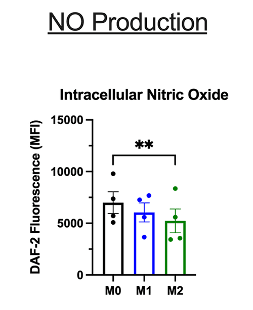 Polarization of hMDMs induces changes in gene expression and cell surface marker expression. M2 hMDMs had significantly lower intracellular nitric oxide in comparison with M0 hMDMs, paralleling gene expression changes. Intracellular NO production was measured using the NO reactive dye DAF-2 DA. Source: <b>Expanded characterization of <em>in vitro</em> polarized M0, M1, and M2 human monocyte-derived macrophages: Bioenergetic and secreted mediator profiles</b> by Hickman <em>et.al.</em>, <em>Bioenergetic and secreted mediator profiles</em>. PLoS ONE 18(3): e0279037. March 2023.