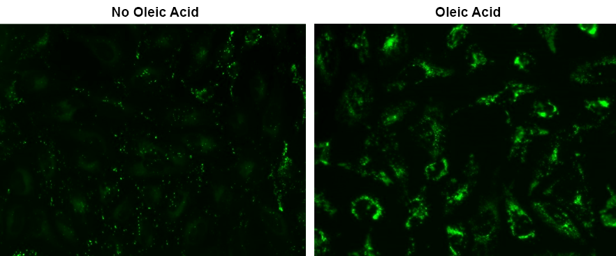 Fluorescence images of intracellular lipid droplets in control (left) and Oleic Acid treated HeLa cells (right) using Droplite™ Green. HeLa cells were incubated with 100 uM of Oleic Acid for 19 hours to induce intracellular lipid droplet formation. After washing with DPBS, HHBS was added to the cells, and images were acquired with a fluorescence microscope using a FITC filter set.