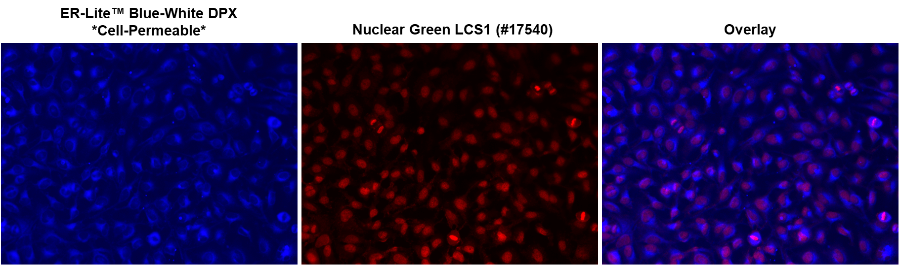 HeLa cells were seeded overnight and incubated with 1 µM ER-Lite™ Blue-White DPX Cell-Permeable Dye for 30 minutes at 37°C in a 5% CO₂ atmosphere. Following incubation, cells were washed with HH Buffer and imaged using a DAPI long-pass (DAPI-LP) filter set. Subsequently, the cells were counterstained with Nuclear Green LCS1 (#17540) according to the standard protocol and imaged using a GFP filter set (pseudo-colored red). Image overlays were generated using Keyence Analysis Software.