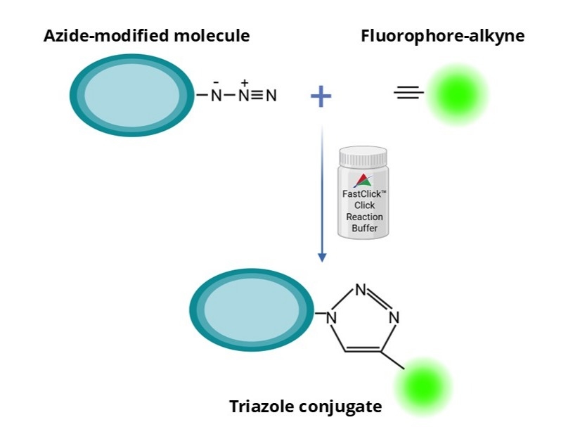 Overview of the FastClick™ Click Reaction workflow. Azide- or alkyne-modified biomolecules undergo rapid click reaction in the presence of the FastClick™ reaction buffer (cat. #72601) enabling efficient bioconjugation with minimal background.