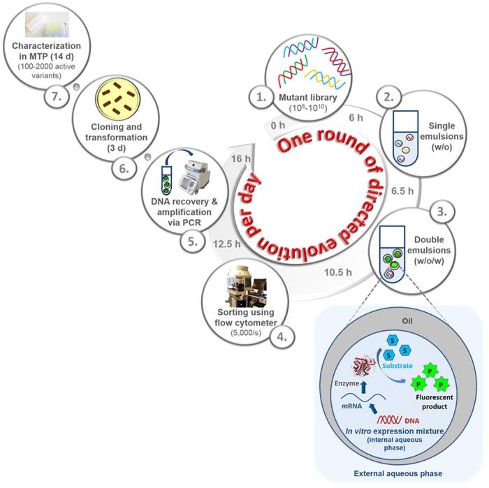 Principle of InVitroFlow comprising 7 steps. (1) Mutant library generation using a linear DNA template (approx. 6 h), (2) entrapment of mutant cellulase library in (w/o) single emulsions within 0.5&thinsp;h, (3) cell-free expression of mutant library and generation of (w/o/w) emulsions within 4&thinsp;h, (4) sorting of active variants within (w/o/w) emulsions using flow cytometer within 2&thinsp;h, and (5) DNA recovery from (w/o/w) emulsions and PCR gene amplification in 3.5 h. A whole round of InVitroFlow (diversity generation, screening by flow cytometry, amplification) can be completed within 16 h. (6) Cloning and transformation into expression host (2 days), and (7) screening of up to 2,000 beneficial clones in MTP format and characterization of a few variants (7&ndash;12 days). Source: <strong><em>In vitro</em> flow cytometry-based screening platform for cellulase engineering </strong>by K&ouml;rfer et al., <em>Scientific Reports</em>, May 2016.